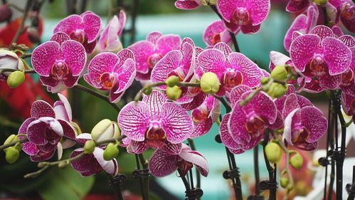 中北镇曹庄花卉市场回暖 绚烂花海里的信心回归