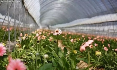 行业动态 | 花卉电商销售市场持续升温，绽放“美丽经济”新活力