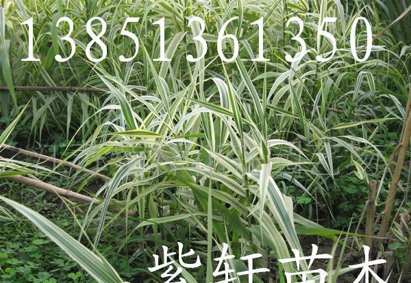 花叶芦竹 供水生观赏的彩叶佳品