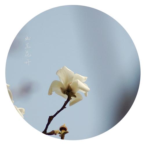 玉兰花香 镜头下的春日清韵